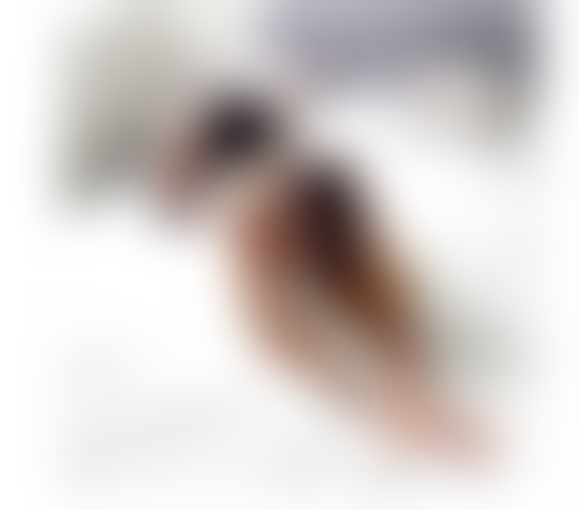 Trans Escorts South Yorkshire Sheffield - Photos for NATASHA TS NEW IN TOWN ONLY OUTCALLS PARTY